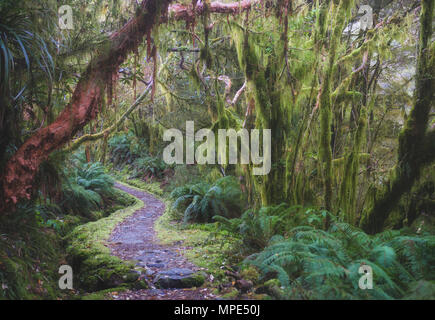 New Zealand rainforest details landscape picture Stock Photo