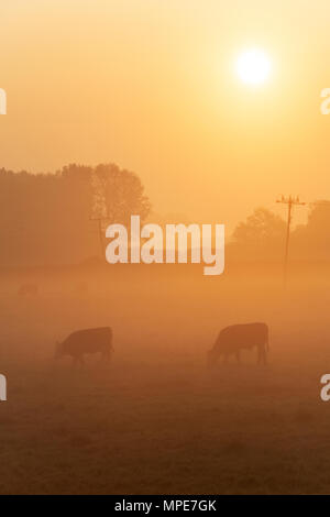 Bos taurus. Cows in a misty field at sunrise in may . Oxfordshire, England Stock Photo