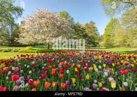Spring tulips bloom in front of a blooming crab apple tree at Dow Gardens in Midlan Michigan Stock Photo