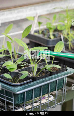 Watering rudbeckia seedlings in a greenhouse. UK Stock Photo - Alamy