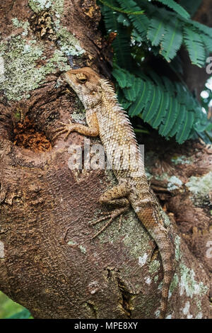 Lizzard sitting on tree at wild forest Stock Photo