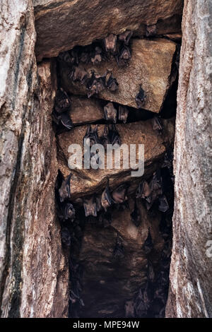 Colony of bats hanging on cave wall Stock Photo