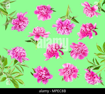 Beautiful summer floral set of many pink peonies with green leaves, isolated on green background Stock Photo