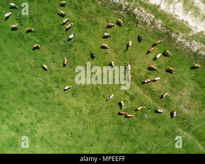 Aerial view of cows herd grazing on pasture field, top view drone pov ...