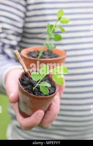 Lathyrus odoratus.Sweet pea seedlings in clay pots, that accommodate long roots and plastic free gardening, ready for planting out Stock Photo