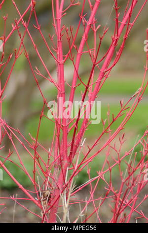 Vibrant young branches of Acer palmatum 'Sango-kaku' or coral-bark maple adding winter interest to an English  garden, UK Stock Photo