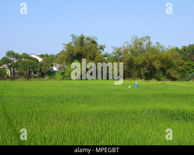 Beautiful landscape with view of a farmer working in a big green rice field in Hoi An Stock Photo