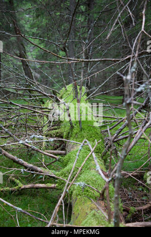 An old tree with old branches is laying on the ground filled with growing green moss. Stock Photo