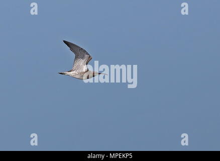 Whimbrel (Numenius phaeopus) adult in flight  over sea off coast of Britany, France              May Stock Photo