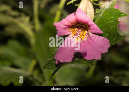 Chinese foxglove (Rehmannia elata) Stock Photo