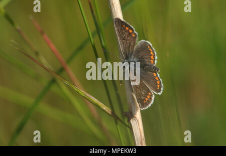 A pretty Brown Argus Butterfly (Aricia agestis) resting on a plant stem with its wings open. Stock Photo