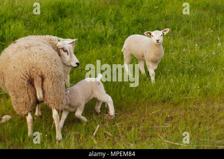 A lamb feeding with its mother in a field with another lamb looking at the camera. Stock Photo