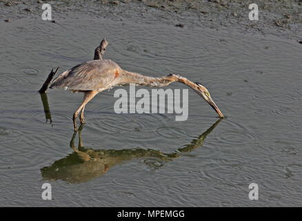 Purple Heron (Ardea purpurea bournei) adult foraging in pool in drying reservoir  Santiago Island, Cape Verde                        April Stock Photo