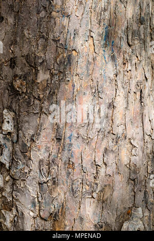The texture of the bark of an old apple tree. Detailed bark texture ...