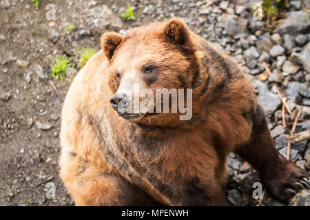 Image of Coastal brown bear at the Fortress of the Bear in Sitka, Alaska, United States of America Stock Photo