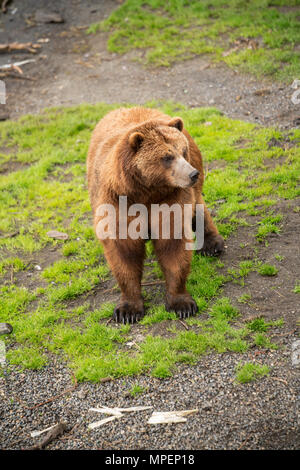 Image of Coastal brown bear at the Fortress of the Bear in Sitka, Alaska, United States of America Stock Photo