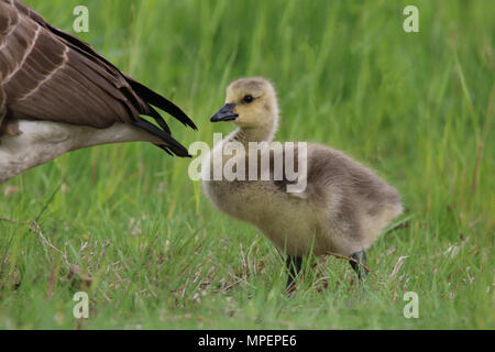 A baby Canada Goose Branta canadensis walking behind its mother goose Stock Photo