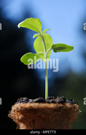 Artistic closeup of a sunflower plant seedling in a coco coir pot, coconut fiber pot on blue sky background Stock Photo