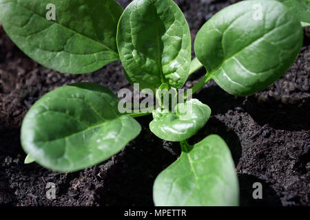 Closeup of a young organic spinach plant growing in natural soil Stock Photo
