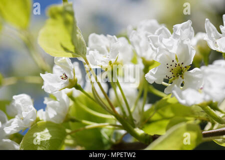 Closeup of Asian pear blossoms, Nashi pear, Pyrus pyrifolia, beautiful white flowers in sunlight Stock Photo