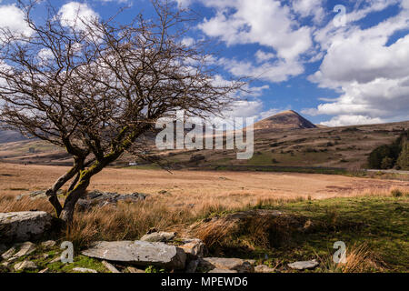 Old twisted tree at Capel Curig, Snowdonia, North Wales on a sunny day Stock Photo