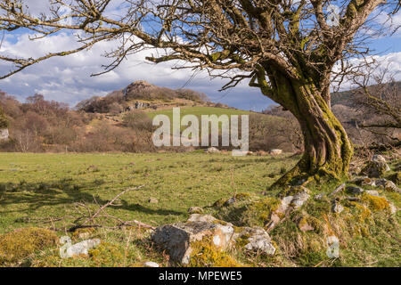 Old twisted tree at Capel Curig, Snowdonia, North Wales on a sunny day Stock Photo