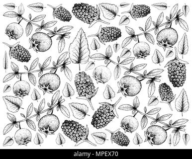 Tropical Fruits, Illustration Wallpaper Background of Hand Drawn Sketch Chilean Guava, Strawberry Myrtle or Ugni Molinae and Boysenberry or Rubus Ursi Stock Photo