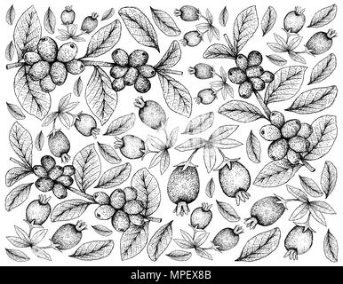 Tropical Fruits, Illustration Wallpaper of Hand Drawn Sketch Ripe Coffee Berries or Coffea Arabica and Cherry of the Rio Grande or Eugenia involucrata Stock Photo