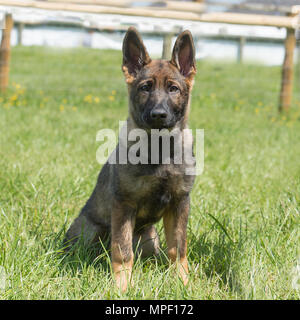 german shepherd dog puppy Stock Photo