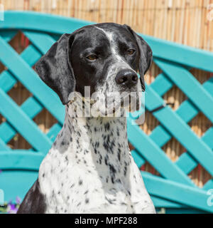 pointer Stock Photo