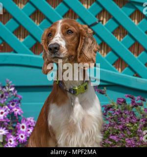 best collar for springer spaniel