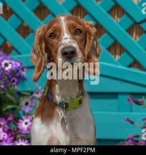 welsh springer spaniel Stock Photo
