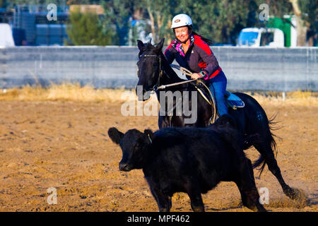 a Female rider on a black horse, drives an Angus steer, while competing at the campdraft at Holbrook Stock Photo