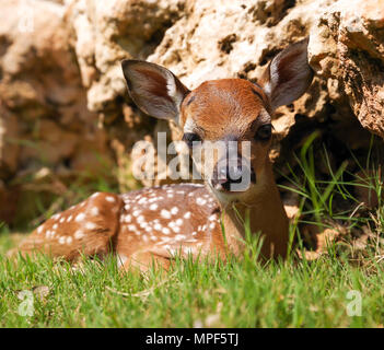 White Tail Deer Fawn Lying Down Hiding In Tall Grass Stock Photo - Alamy