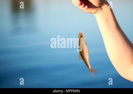Small Live Fish Caught From A Lake Against A River Fish Hanging On