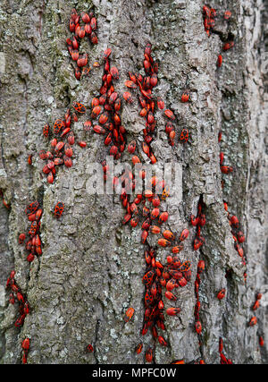 Firebug Pyrrhocoris Apterus plague in a tree trunk detail Stock Photo
