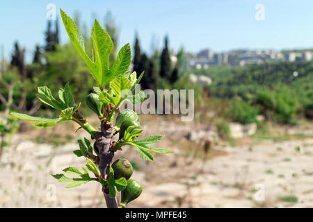 Young immature green figs on a branch in the garden. Crimea, Yalta Stock Photo