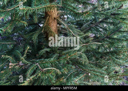 Prickly green branches and trunk of young spruce tree closeup Stock Photo