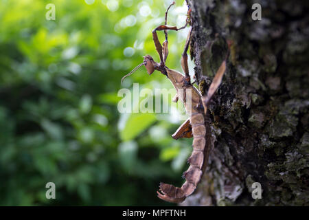 Giant prickly stick insect Stock Photo