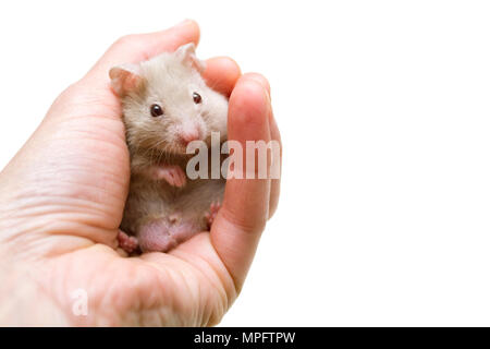 Small syrian hamster in a hand isolated on white. Stock Photo