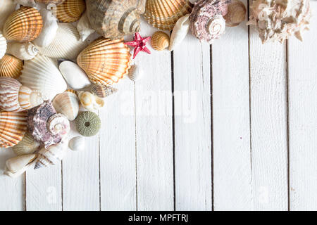 Marine sea shells on white wooden background. Summer time background. Stock Photo
