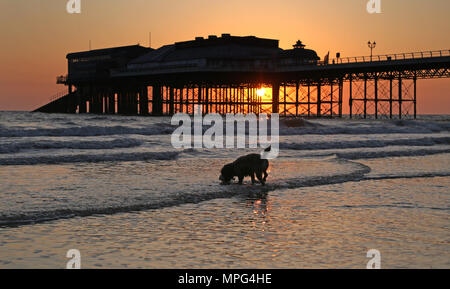Cromer pier, Norfolk. 22nd May, 2018. UK Weather: A dog walks on the beach as the sun rises behind Cromer pier on a beautiful start to the day in Cromer, North Norfolk, on May 22, 2018. Credit: Paul Marriott/Alamy Live News Stock Photo