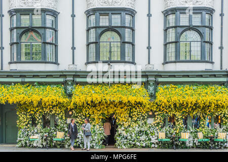 London, UK. 23rd May 2018. The Ivy Chelsea Garden branch in the Kings Road is covered in flowers as part of Chelsea in Bloom and the Chelsea fringe - The RHS Chelsea Flower Show at the Royal Hospital, Chelsea. Credit: Guy Bell/Alamy Live News Stock Photo