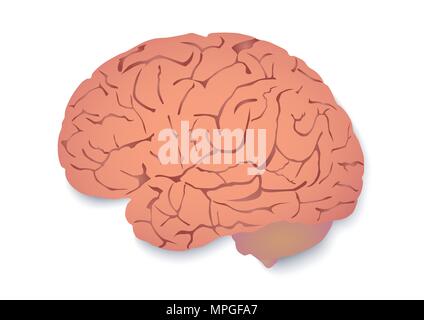 vector design of brain draw Stock Vector
