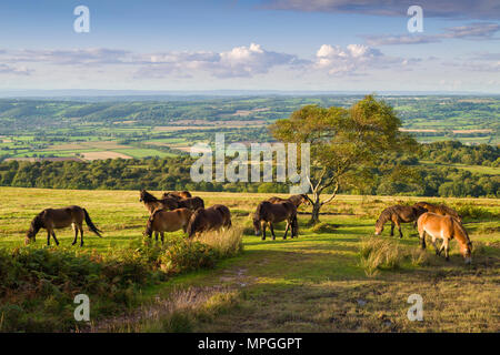 Exmoor Ponies grazing on Black Down in the Mendip Hills National Landscape in early autumn, Somerset, England. Stock Photo