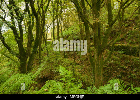 Woodland in autumn at Woody Bay in Exmoor National Park, Devon, England. Stock Photo