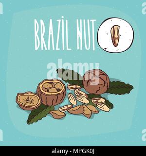 Set of isolated plant Brazil nut nuts herb with leaves, Simple round icon of Bertholletia excelsa on white background, Lettering inscription Brazil nu Stock Vector