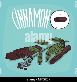 Set of isolated plant Cinnamon sticks herb with leaves, Simple round icon of Cinnamomum on white background, Lettering inscription Cinnamon Stock Vector