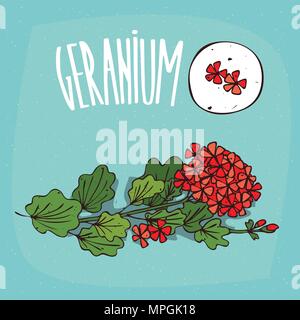 Set of isolated plant Geranium flowers herb with leaves, Simple round icon of Pelargonium graveolens on white background, Lettering inscription Gerani Stock Vector