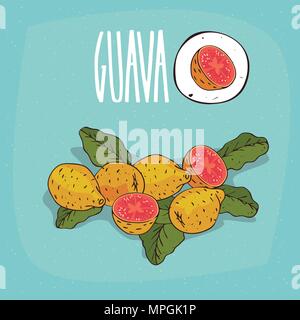 Set of isolated plant Guava fruits herb with leaves, Simple round icon of Psidium guajava on white background, Lettering inscription Guava Stock Vector